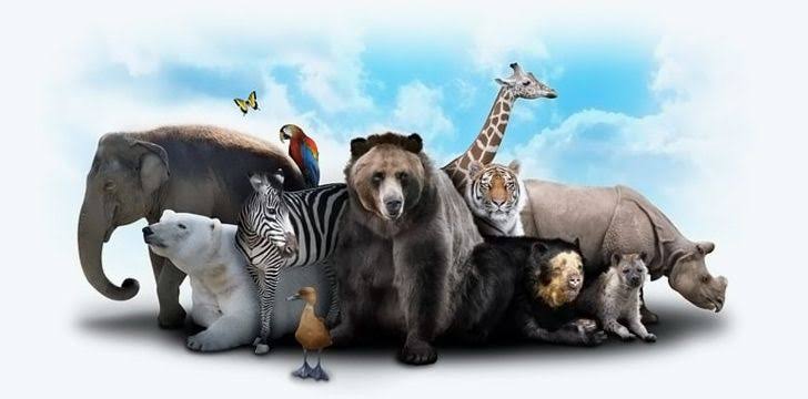 Animal Facts in&nbsp;English